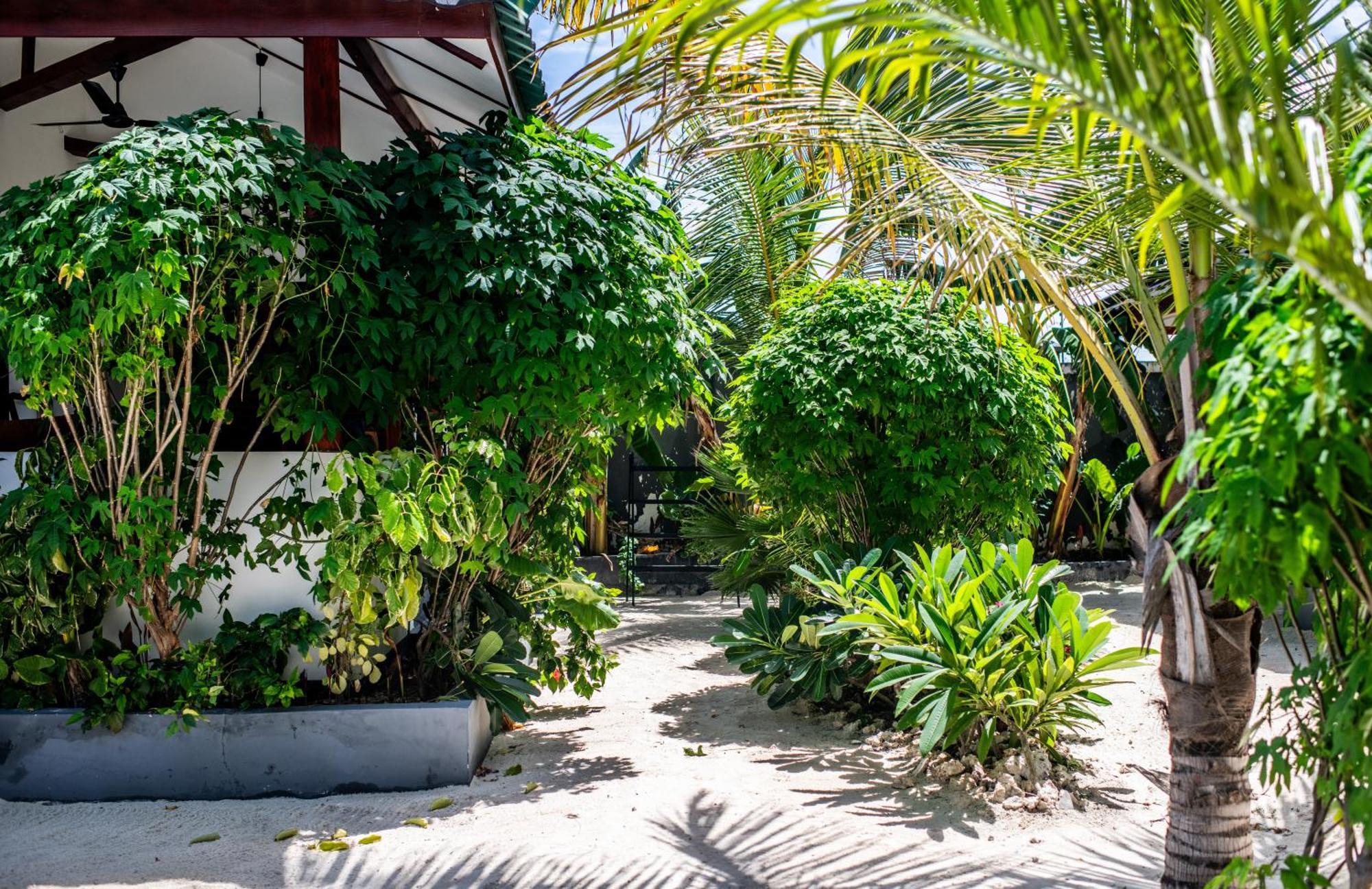 Baobab Bungalows Jambiani  Eksteriør billede