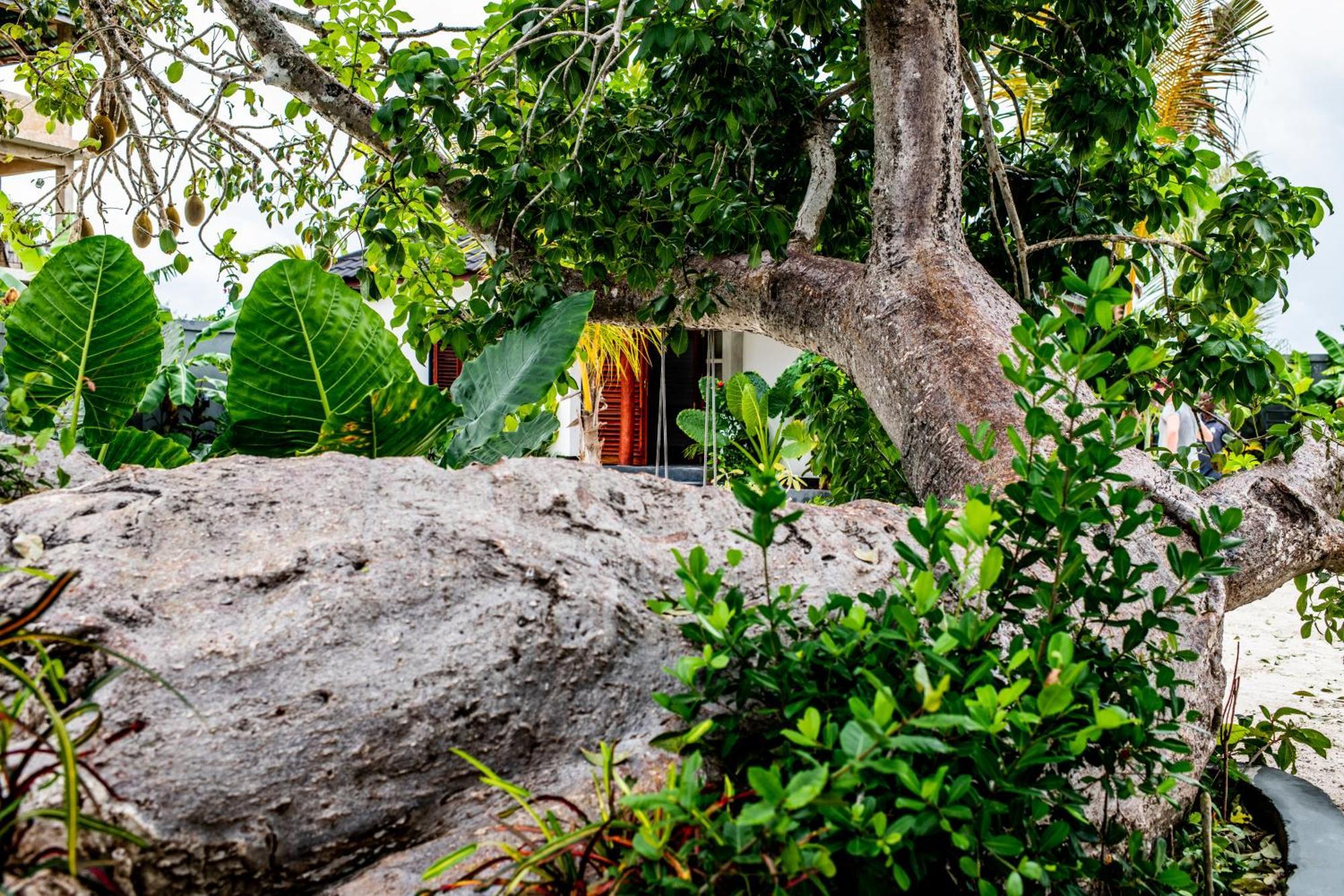 Baobab Bungalows Jambiani  Eksteriør billede