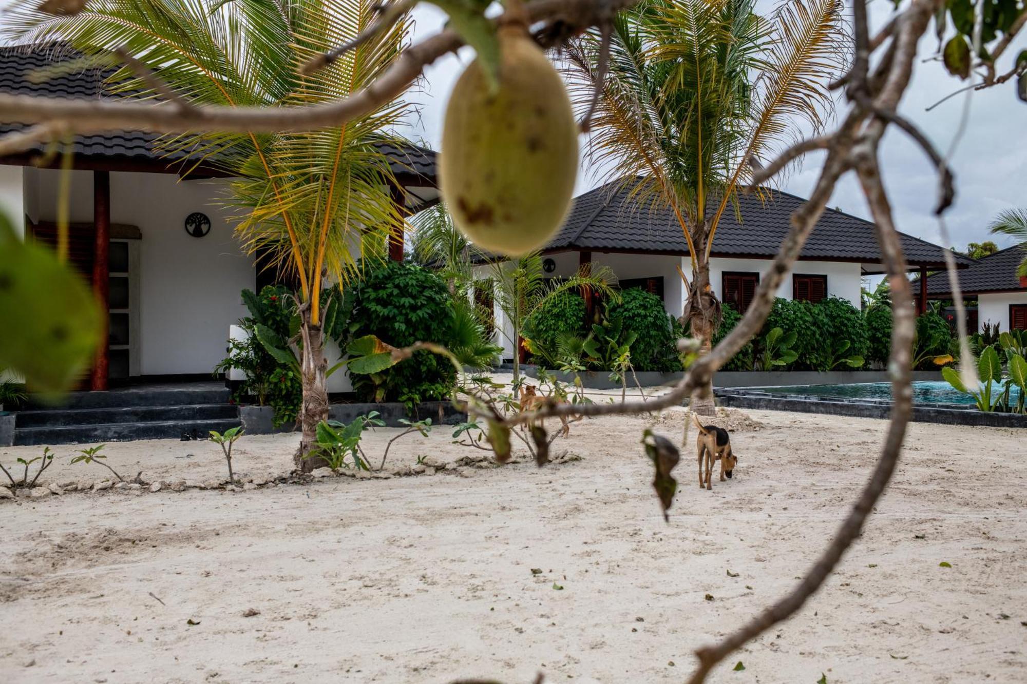 Baobab Bungalows Jambiani  Eksteriør billede